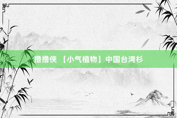 撸撸侠 【小气植物】中国台湾杉